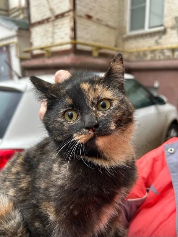 Lost cat in Volgograd — identification photo, lost & found pet database Pathfinder