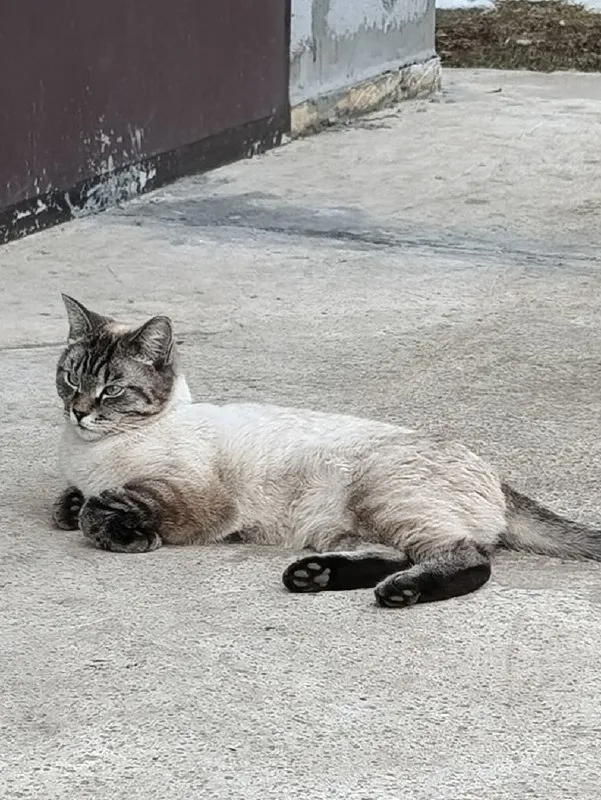 Lost cream cat in Filippovka — identification photo, lost & found pet database Pathfinder