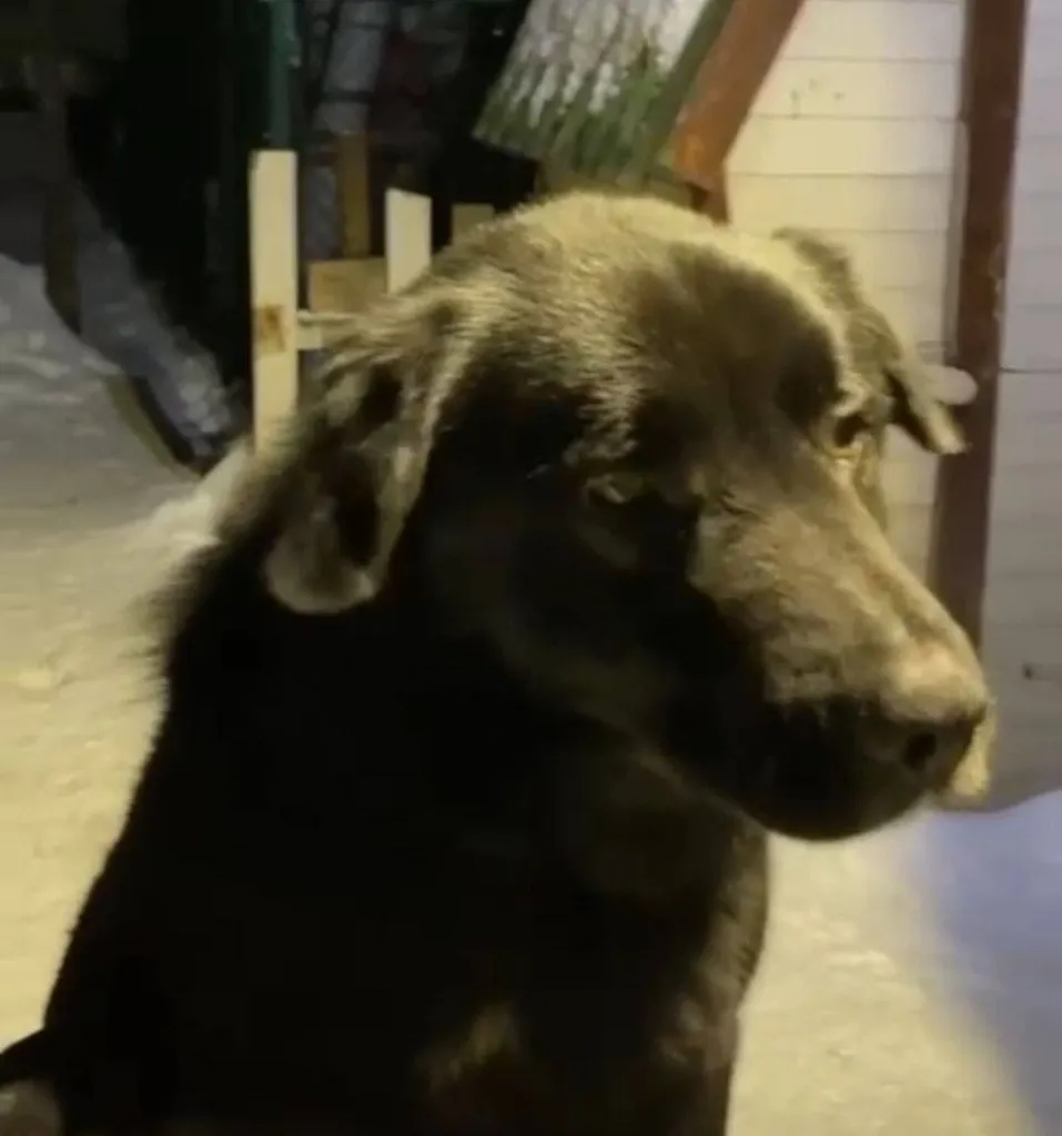 Lost dog, дворняжка in Kubinka — identification photo, lost & found pet database Pathfinder