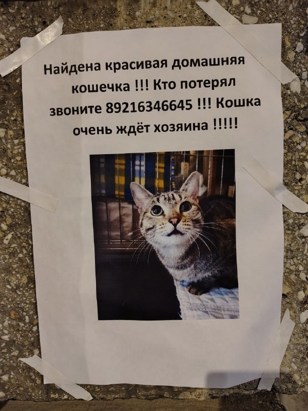 Lost pet in Saint Petersburg — identification photo, lost & found pet database Pathfinder
