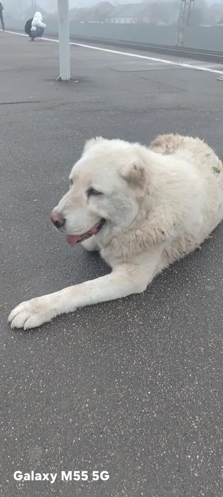 Found dog, алабай in Manikhino — identification photo, lost & found pet database Pathfinder