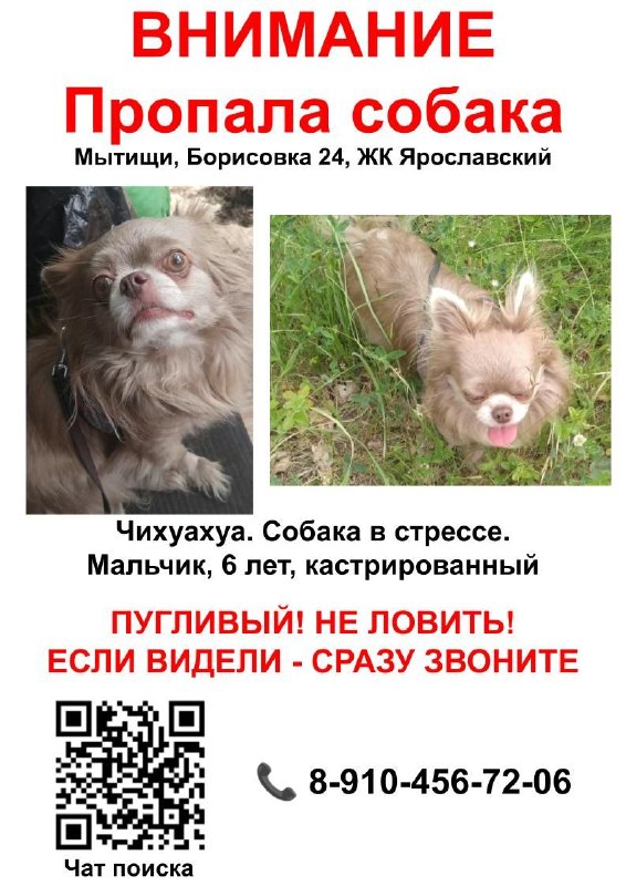 Lost fawn dog, чихуахуа in Mytishchi — identification photo, lost & found pet database Pathfinder