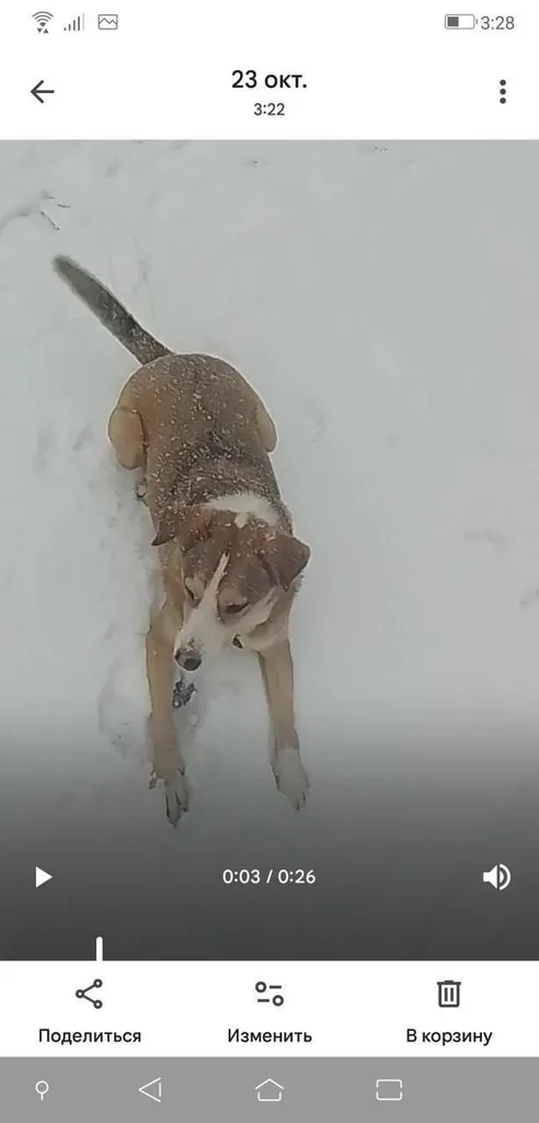 Lost dog, метис in Ramenskoe — identification photo, lost & found pet database Pathfinder