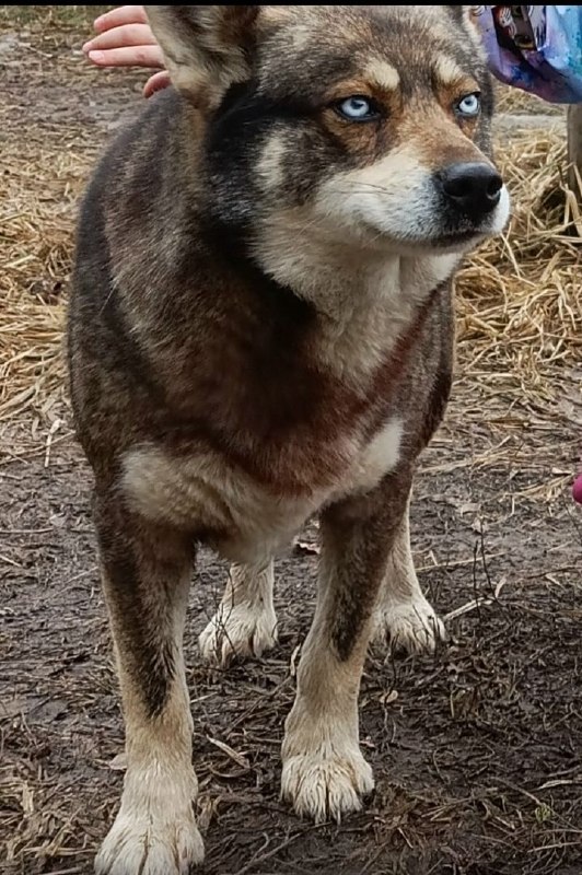 Lost cream dog in Ramenskoe — identification photo, lost & found pet database Pathfinder