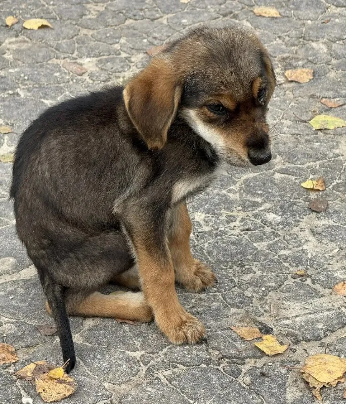 Adoptable brown dog in Nizhny Novgorod — identification photo, lost & found pet database Pathfinder