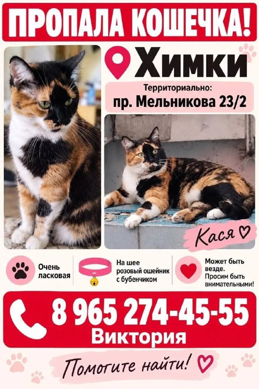 Lost white cat in Khimki — identification photo, lost & found pet database Pathfinder