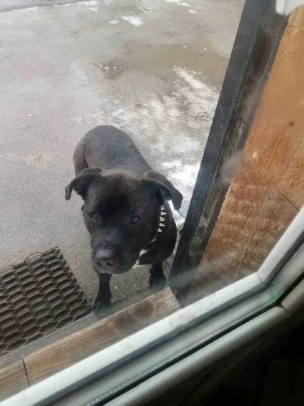 Lost black dog in Aleksandrovka — identification photo, lost & found pet database Pathfinder