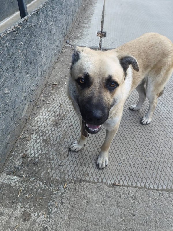 Found cream dog in Yekaterinburg — identification photo, lost & found pet database Pathfinder