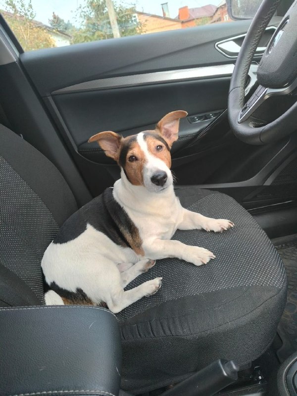 Lost white dog, джек-рассел in Troitsk — identification photo, lost & found pet database Pathfinder