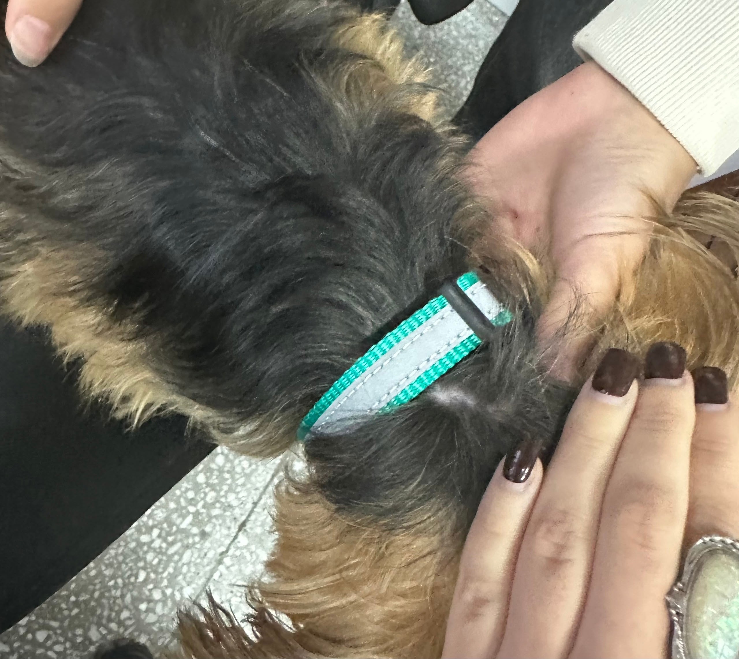 Found ginger dog in Novosibirsk — identification photo, lost & found pet database Pathfinder