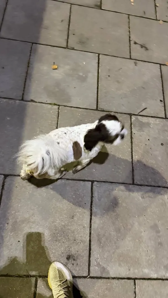 Found dog, ши-тцу in Odintsovo — identification photo, lost & found pet database Pathfinder
