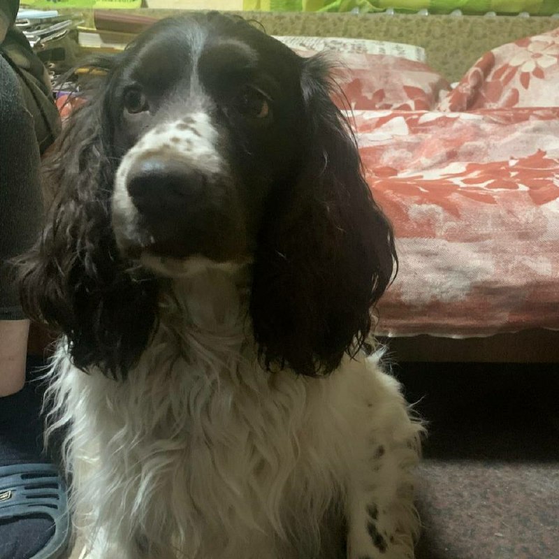 Lost dog in Yekaterinburg — identification photo, lost & found pet database Pathfinder