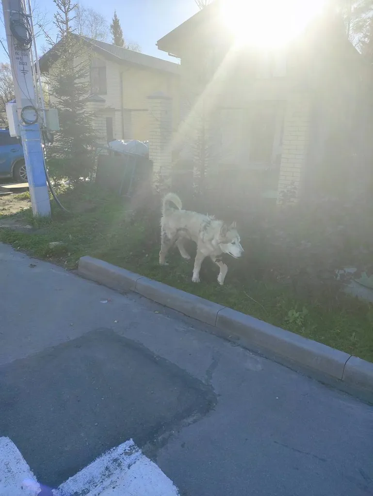 Found dog, хаски in Zelenograd — identification photo, lost & found pet database Pathfinder