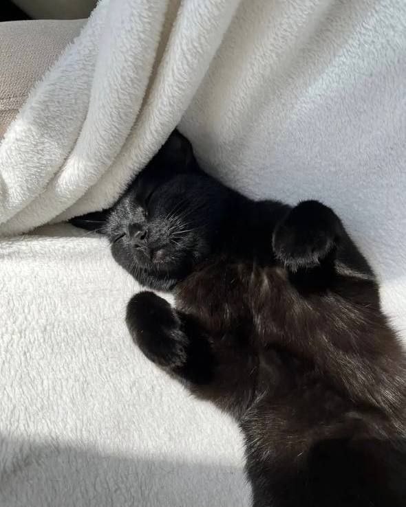 Lost black cat in Moscow — identification photo, lost & found pet database Pathfinder