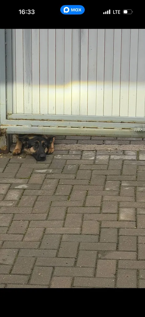 Found dog, овчарка in Blagoveshchenskoe — identification photo, lost & found pet database Pathfinder