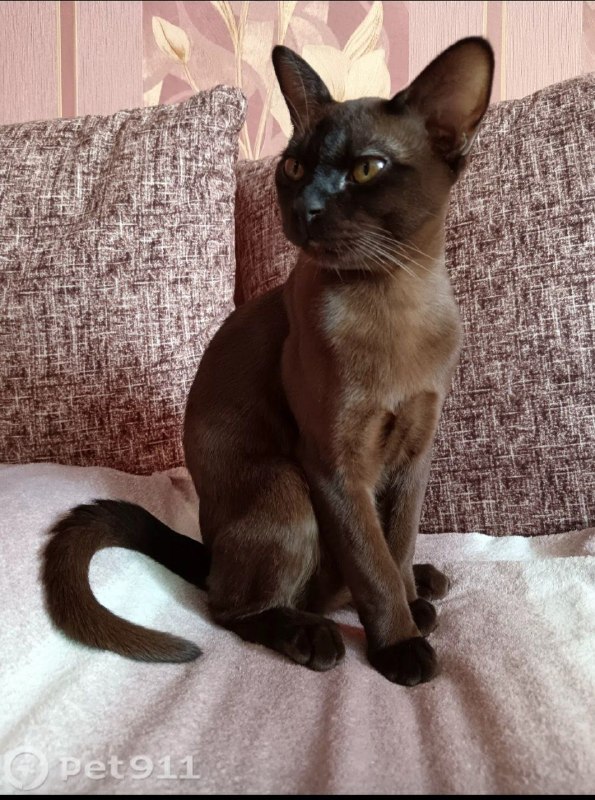 Lost brown cat, бурма in Volgograd — identification photo, lost & found pet database Pathfinder