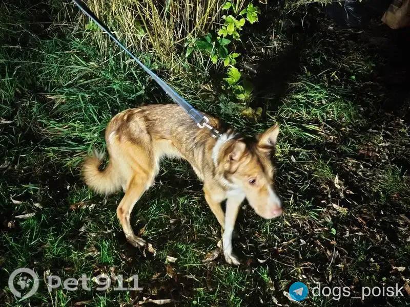 Found white dog in Lytkarino — identification photo, lost & found pet database Pathfinder