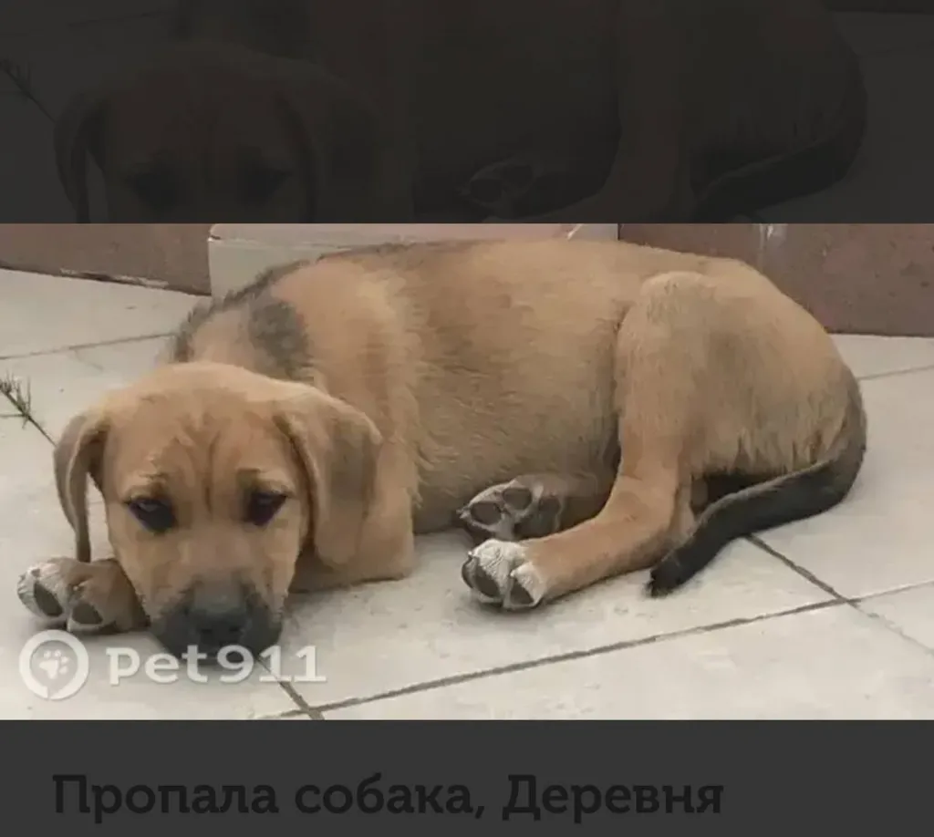 Lost dog, дворняжка in Chekhov — identification photo, lost & found pet database Pathfinder