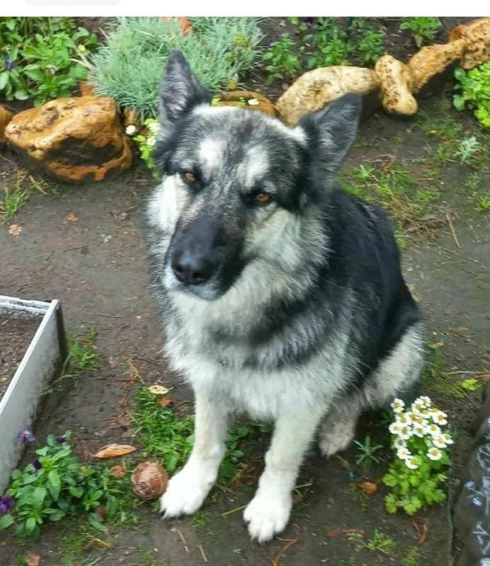 Lost cream dog in Noginsk — identification photo, lost & found pet database Pathfinder