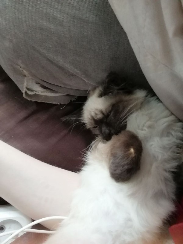 Lost white cat in Krasnokamsk — identification photo, lost & found pet database Pathfinder