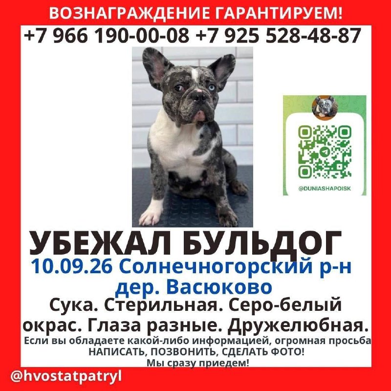 Lost white dog, французский бульдог in Vasyukovo — identification photo, lost & found pet database Pathfinder