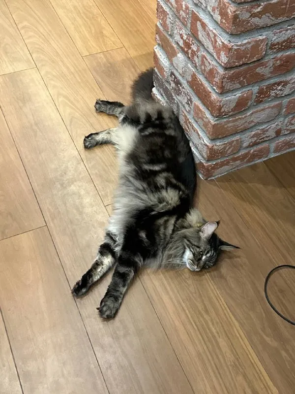 Lost black cat, мейн кун in Mytishchi — identification photo, lost & found pet database Pathfinder