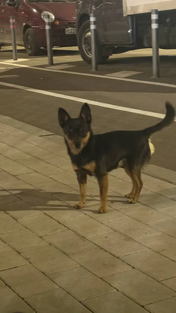 Found dog in Sapronovo — identification photo, lost & found pet database Pathfinder