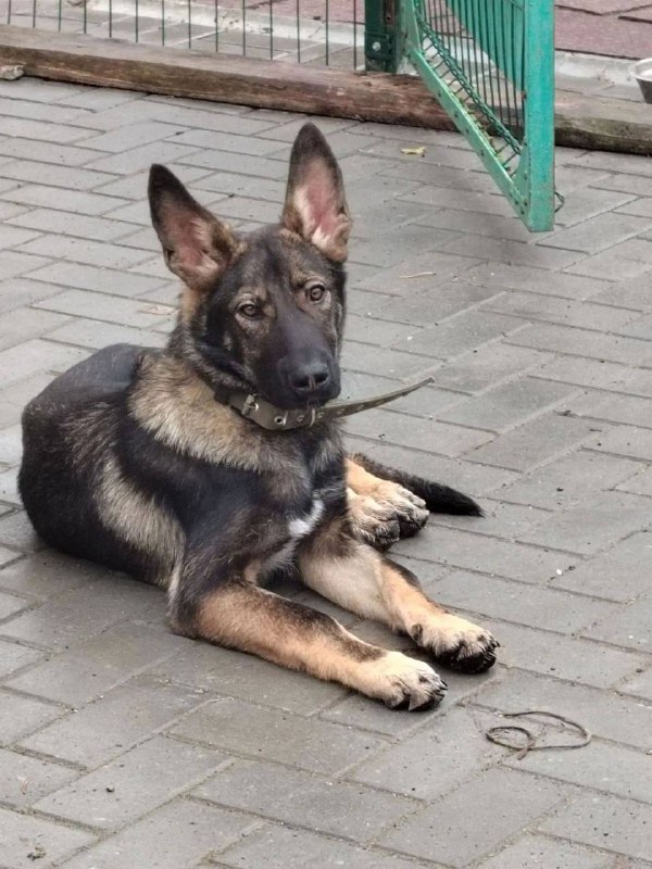 Lost fawn dog, немецкая овчарка in Yekaterinburg — identification photo, lost & found pet database Pathfinder