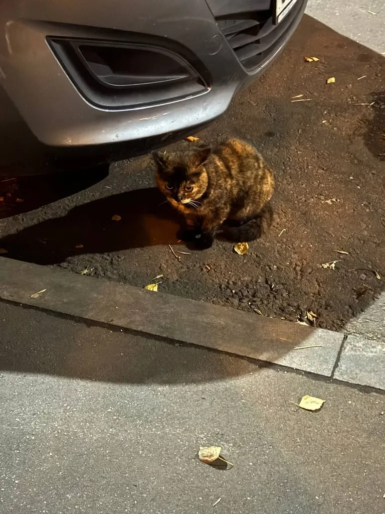 Found cat in Moscow — identification photo, lost & found pet database Pathfinder