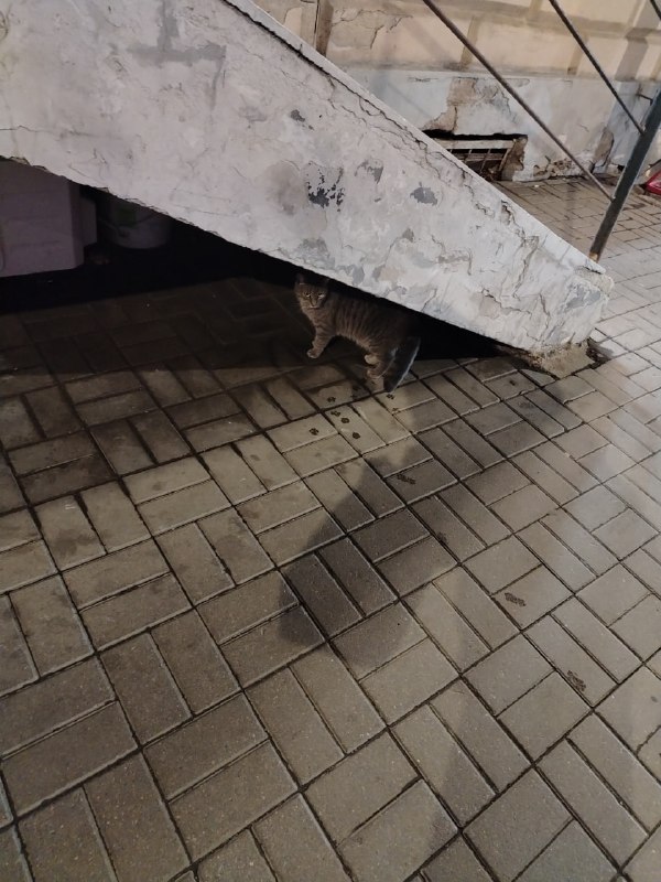 Found cat in Saint Petersburg — identification photo, lost & found pet database Pathfinder