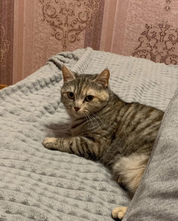 Lost cream cat in Perm — identification photo, lost & found pet database Pathfinder