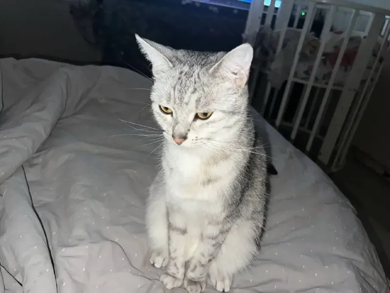 Lost white cat in Khimki — identification photo, lost & found pet database Pathfinder