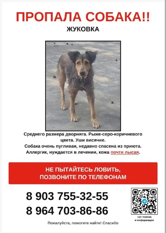 Lost ginger dog in Zhukovka — identification photo, lost & found pet database Pathfinder