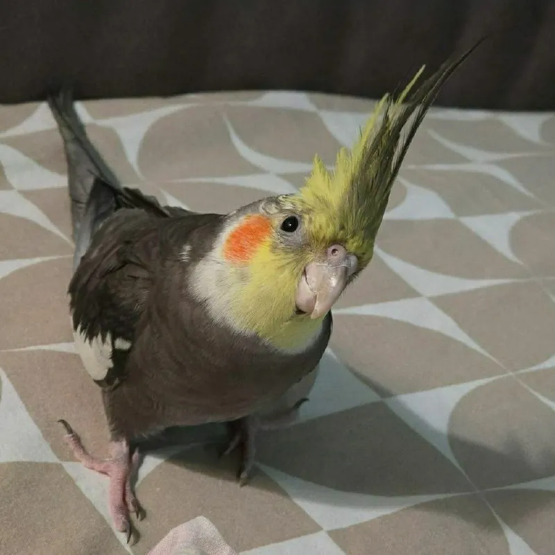 Lost pet, корелла in Saint Petersburg — identification photo, lost & found pet database Pathfinder