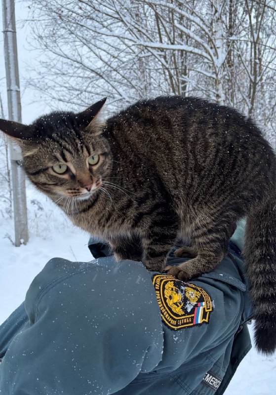 Lost brown cat in Nenashevo — identification photo, lost & found pet database Pathfinder