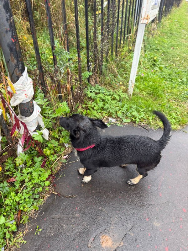 Found black dog in Domodedovo — identification photo, lost & found pet database Pathfinder