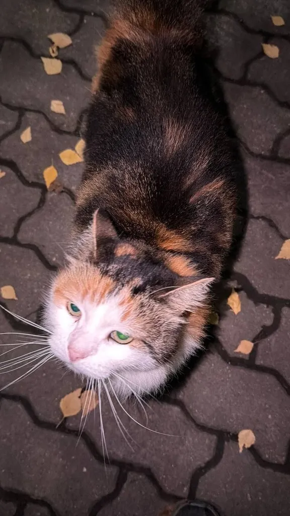 Found cat in Istra — identification photo, lost & found pet database Pathfinder
