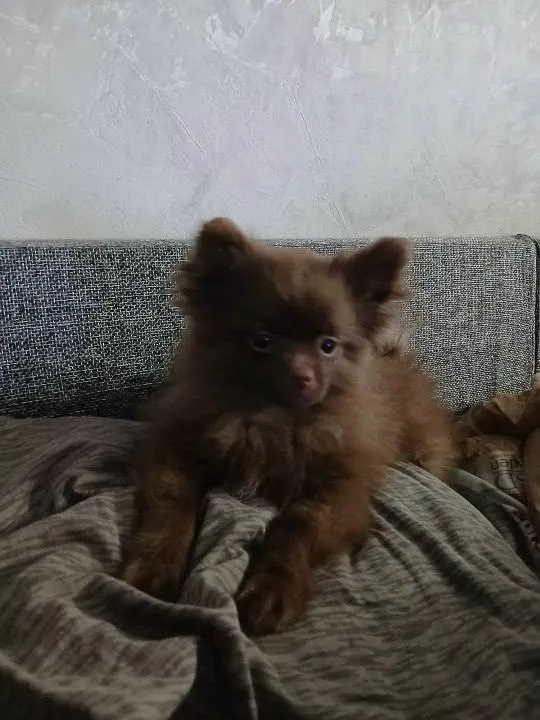 Lost brown dog, шпиц in Znamya Oktyabrya — identification photo, lost & found pet database Pathfinder