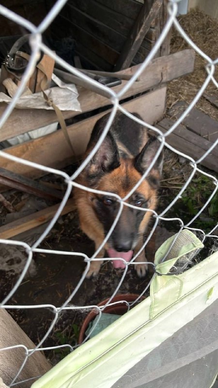 Lost dog, немецкая овчарка in Omsk — identification photo, lost & found pet database Pathfinder