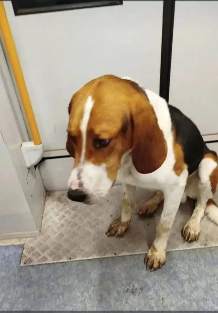 Found dog, русская пегая гончая in Vlasovo — identification photo, lost & found pet database Pathfinder