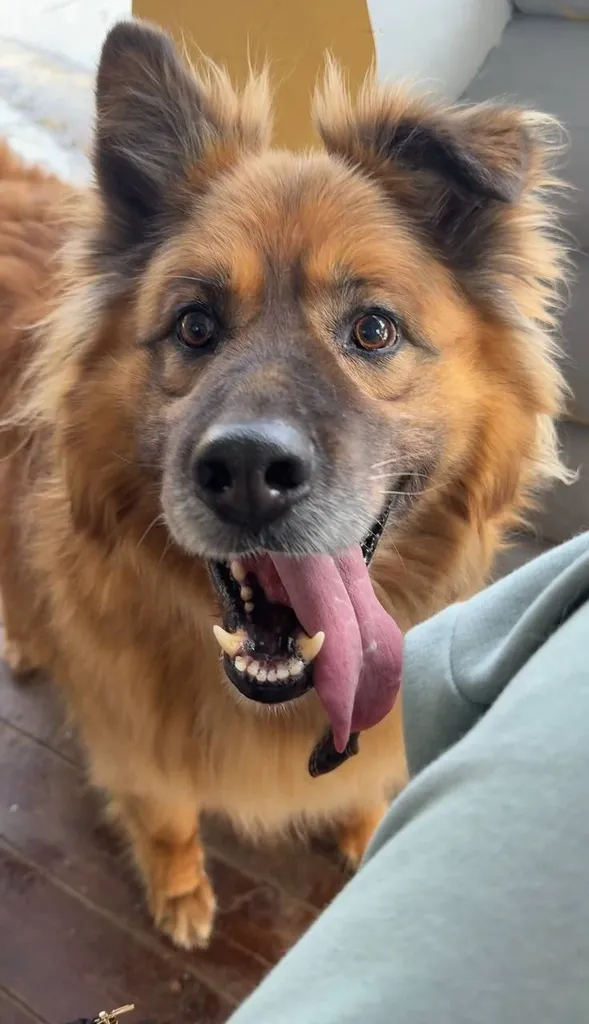 Lost dog in Krivosheino — identification photo, lost & found pet database Pathfinder
