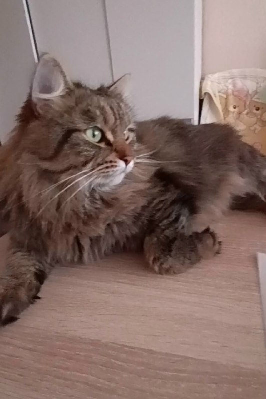 Lost brown cat in Perm — identification photo, lost & found pet database Pathfinder