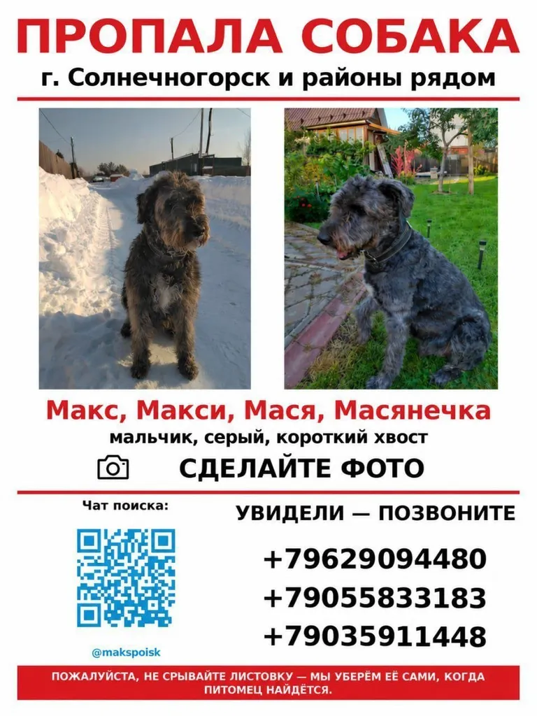 Lost dog in Solnechnogorsk — identification photo, lost & found pet database Pathfinder