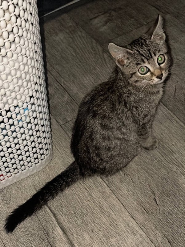 Adoptable cat in Omsk — identification photo, lost & found pet database Pathfinder