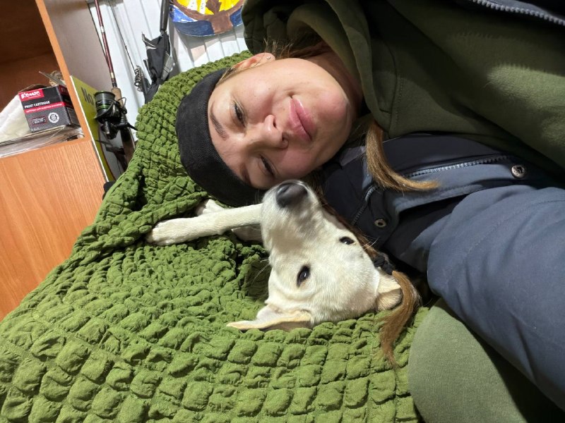 Lost dog, метис лабрадор–овчарка in Saint Petersburg — identification photo, lost & found pet database Pathfinder