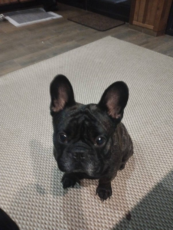 Found black dog, французский бульдог in Maslovo — identification photo, lost & found pet database Pathfinder