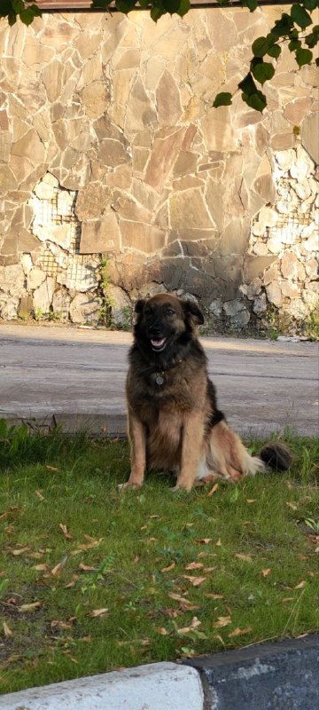 Lost ginger dog in D Orlovo — identification photo, lost & found pet database Pathfinder