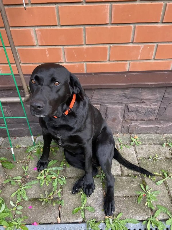 Lost black dog, метис лабрадора in Zheleznodorozhnyy — identification photo, lost & found pet database Pathfinder