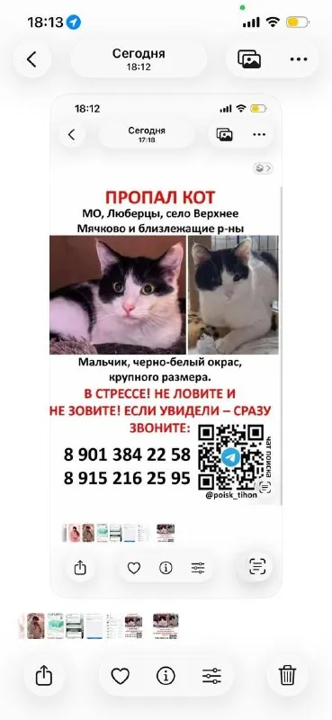 Lost white cat in Lyubertsy — identification photo, lost & found pet database Pathfinder
