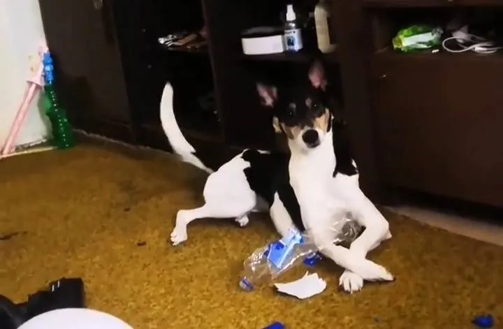 Lost white dog in Timonino — identification photo, lost & found pet database Pathfinder